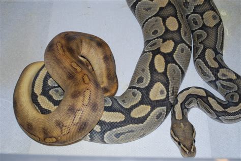 breeding ball pythons